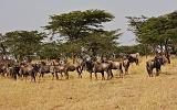 TANZANIA - Serengeti National Park - Lobo - 51